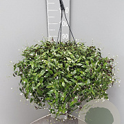 Tradescantia fluminensis GM C6L