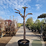 Vitis vinifera 150 cm stam container 25-30