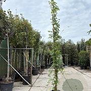 Wisteria sinensis 'Prolific' 350-400 cm 25L