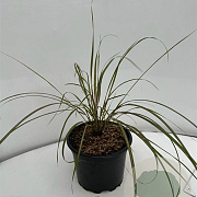 Anemanthele lessoniana GM 2,0L
