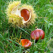 Castanea sat. 'Précoce de Migoule' 100-150 cm wortelgoed