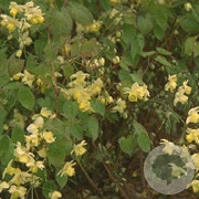 Epimedium versic. 'Sulphureum' GM P9