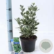Euonymus jap. 'Kathy' 20-25 cm 2,0L
