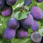 Prunus d. 'Kalipso' 150-200 cm wortelgoed