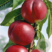 Prunus p. 'Harco' 150-200 cm wortelgoed