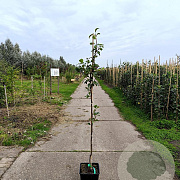 Pyrus c. 'Winterrietpeer' 100-125 cm 10L
