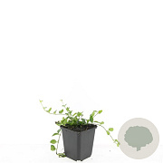 Vinca minor GM P9