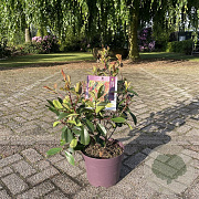 Photinia fraseri 'Red Robin' 50-60 cm 7,5L