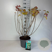 Viburnum opulus 'Roseum' 60-80 cm 10L