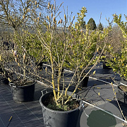 Magnolia soulangeana 150-175 cm cont. 110L