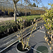 Magnolia soulangeana 80-100 cm 30L