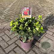 Skimmia japonica 30-40 cm 5,0L met bes