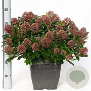 Skimmia j. Rubesta Cuba 15-20 cm P13