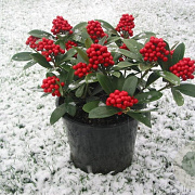 Skimmia j. 'Temptation' 30-40 cm 5,0L met bes