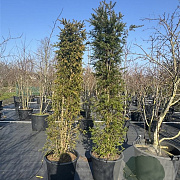 Taxus baccata 200-225 cm 50L