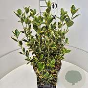 Euonymus jap. 'Ovatus Aureus' 35-40 cm 10L