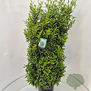 Prunus l. Sofia 80-100 cm 10L
