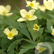 Anemone lipsiensis GM P9