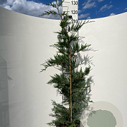 Cupressocyparis leylandii 125-150 cm 10L