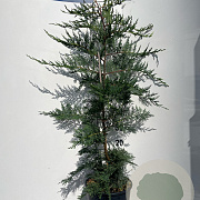 Cupressocyparis leylandii 125-150 cm 10L