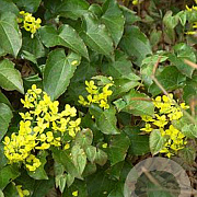 Epimedium perralc. 'Frohnleiten' GM P9