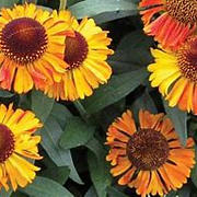 Helenium 'Amber Dwarf' GM P9