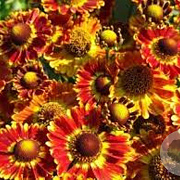 Helenium 'Fuego' GM P9