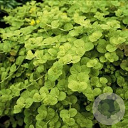 Lysimachia numm. 'Aurea' GM P9