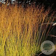 Molinia arund. 'Windsäule' GM P9