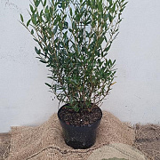 Phillyrea angustifolia 40-60 cm 5,0L