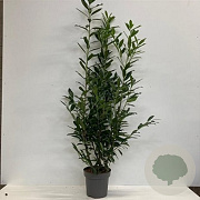 Prunus l. 'Caucasica' 150-175 cm 20L