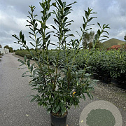 Prunus l. 'Caucasica' 150-175 cm 20L