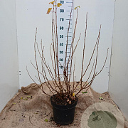 Ribes sang. 'King Edward VII' 80-100 cm 7,5L