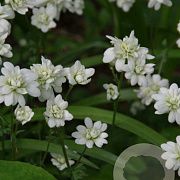 Saxifraga granulata 'Plena' GM P9