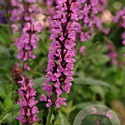 Salvia n. Pink Paradise GM P9