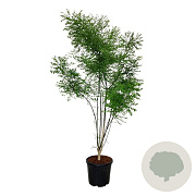 Styphnolobium japonicum 200-225 cm cont. 55L extra