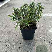 Lavandula ang. 'Hidcote' GM P9