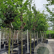 Fagus sylvatica 14-16 HO draadkluit