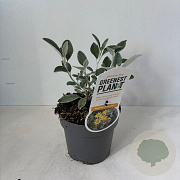 Brachyglottis 'Sunshine' 25-30 cm 2,0L