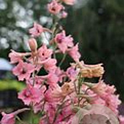 Delphinium 'Super Sensation' GM P9