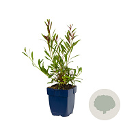 Gaura l. Rosy Jane GM  P11