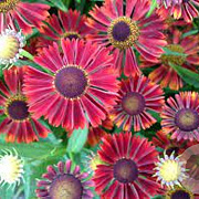 Helenium 'Siesta' GM P9