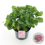 Hydrangea macrophylla 30-40 cm 5,0L rose
