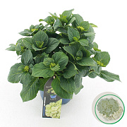 Hydrangea m. Ice Girl 25-30 cm 3,5L