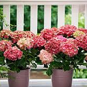 Hydrangea m. Magical Greenfire 30-40 cm 5,0L paars