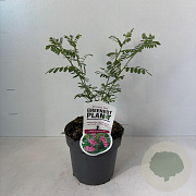 Indigofera heterantha 20-30 cm 2,0L