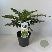 Mahonia media 'Charity' 30-40 cm 3,5L