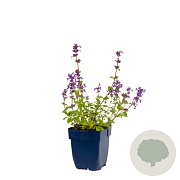 Nepeta racemosa 'Grog' GM  P11