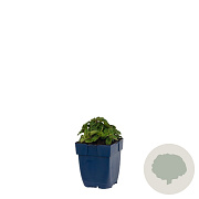 Origanum 'Rosenkuppel' GM  P11