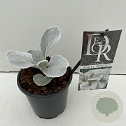 Senecio candicans Angel Wings 25-30 cm P13